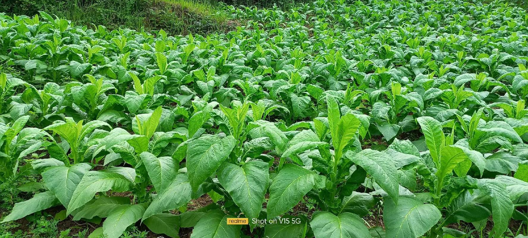 烤煙種植技術(shù)與田間管理 繁忙時(shí)節(jié)更要下地“抖一抖”